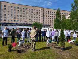 

В Александровской больнице посадили деревья в память о павших воинах рисунок

